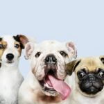 Minuto Fametro: a importância do Setembro Vermelho para os pets