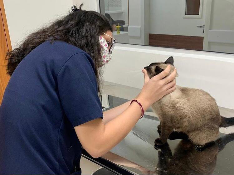 Novembro Azul Animal é destaque no curso de Medicina Veterinária