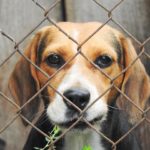 Amizade não se compra: a adoção de animais abandonados