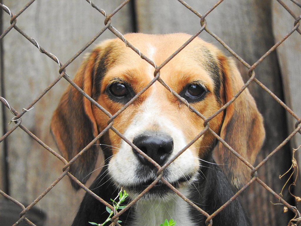 Amizade não se compra: a adoção de animais abandonados