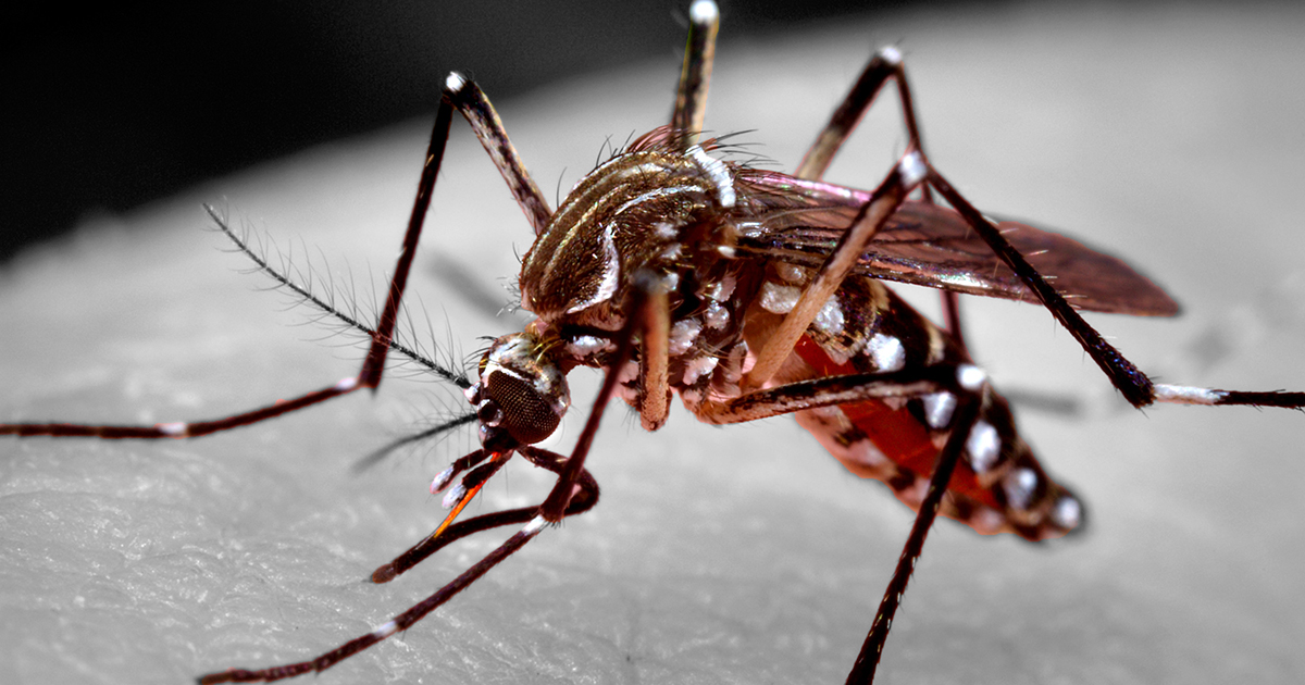 Nova variante do vírus da dengue é identificada pela primeira vez na Amazônia